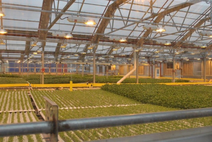 in-store-farm-whole-foods-2